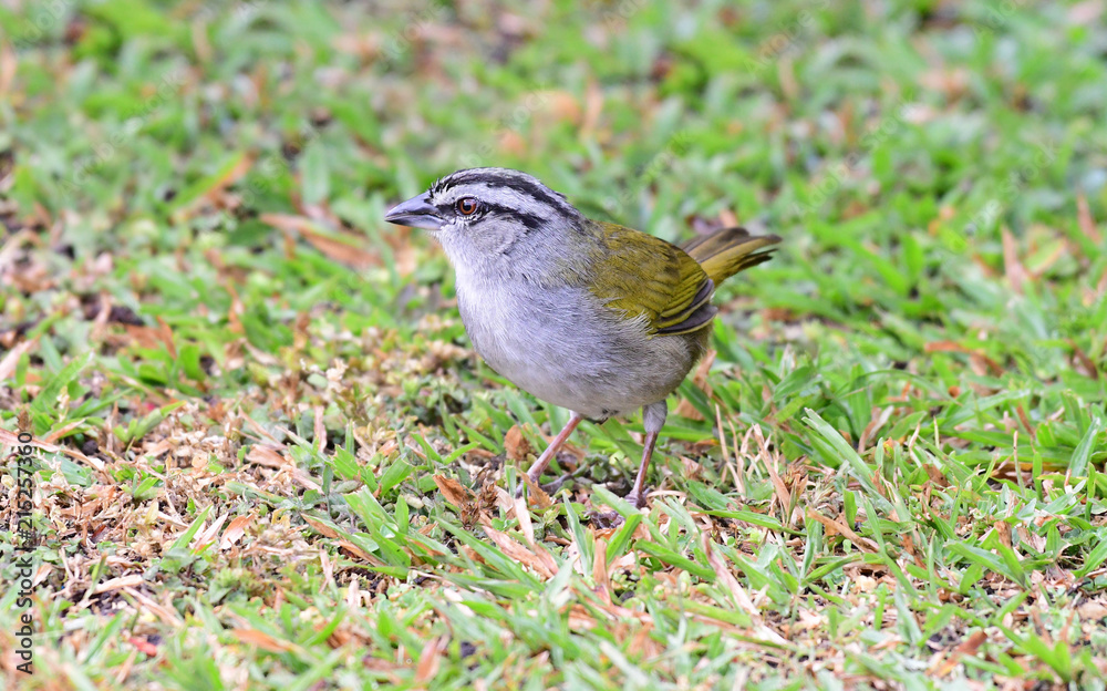 Black-striped Sparrow (Arremonops conirostris) Black-striped Sparrow (Arremonops conirostris)