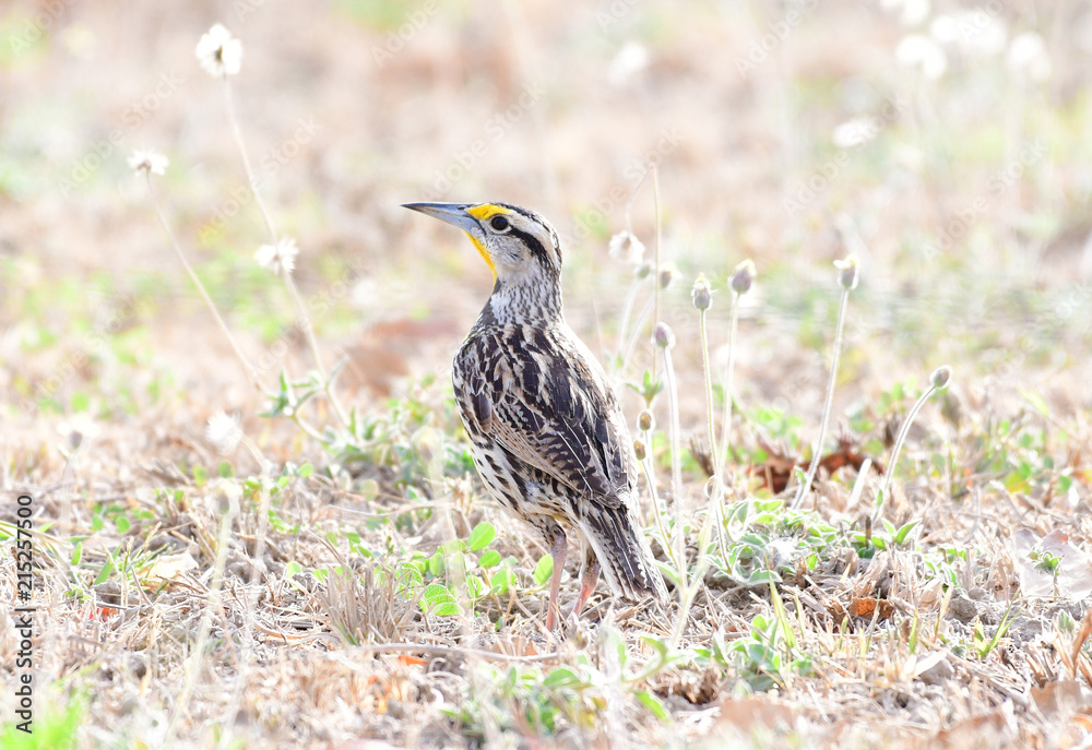 Fototapeta premium Eastern Meadowlark (Sturnella magna)
