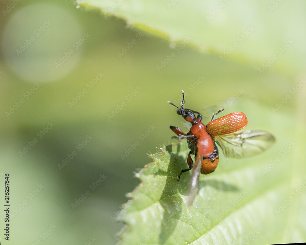 Naklejka premium Red Beetle insect