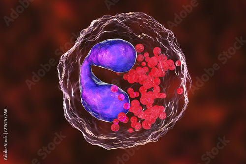 Eosinophil, a white blood cell, 3D illustration. Eosinophils are granulocytes taking part in allergy and asthma, protection against multicellular parasites photo