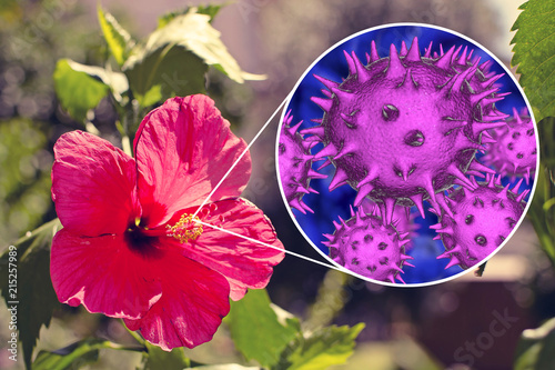 Hibiscus rosa-sinensis flower with close-up view of its pollen grains, 3D illustration. Inspite of unusual spiky appearance of pollen grain, Hibiscus belongs to hypoallergenic plants photo