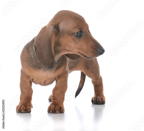 adorable female dachshund puppy