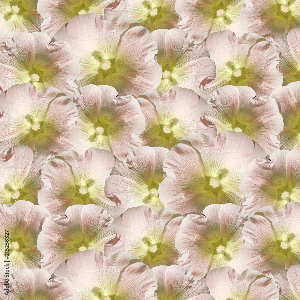Beautiful floral background with mallows 