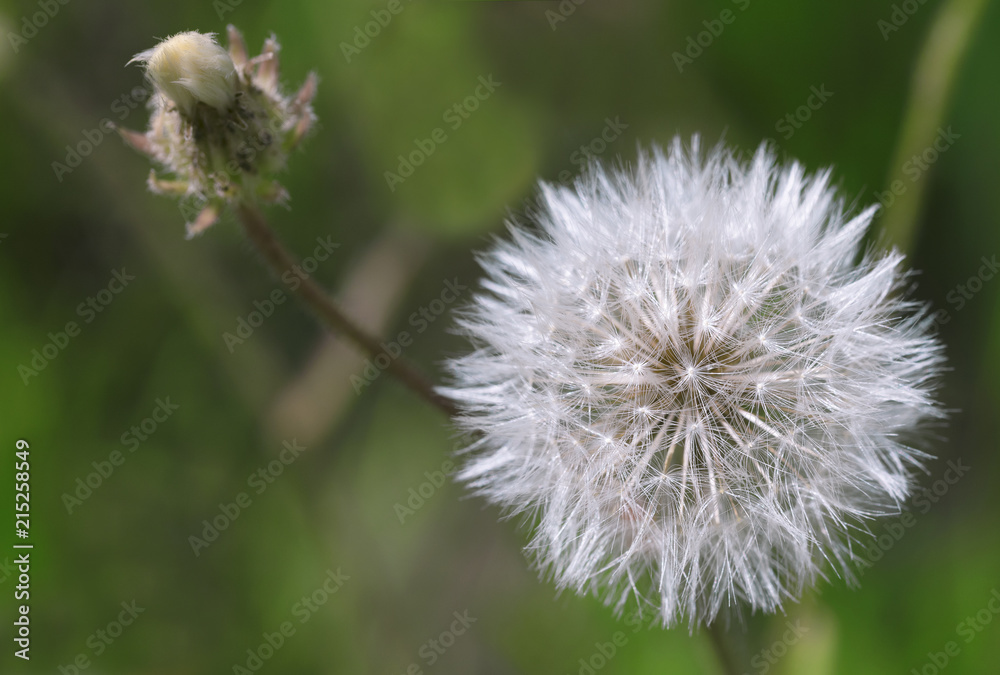 White and fluffy dandelion on a dark green blurred background White and fluffy dandelion on a dark green blurred background
