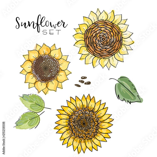 Sunflower seed, flower vector drawing set. Handdrawn isolated illustration. Food ingredient for oil packaging design,label, banner,poster, print, wedding card. Colorful summer sketch, watercolor style
