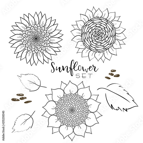 Sunflower seed and flower line vector drawing set. Hand drawn isolated illustration. Food ingredient vintage sketch. Great for oil packaging design, label, banner, poster, print design, wedding card.