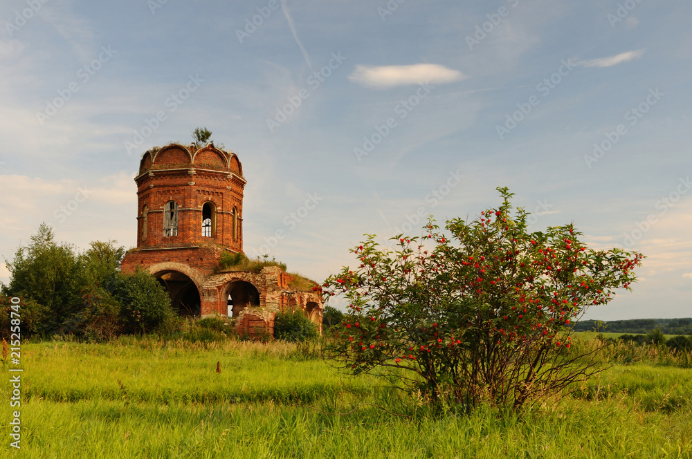 Fototapeta premium Old church and a bush / Ruins of the church of 19th century with a red elder bush in the foreground, Tula region, Russia