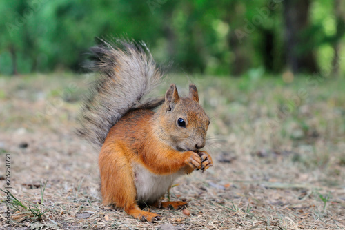 Squirrel pup   Squirrel pup is sitting on the ground and cracking nut  Elagin island  Saint-Petersburg  Russia