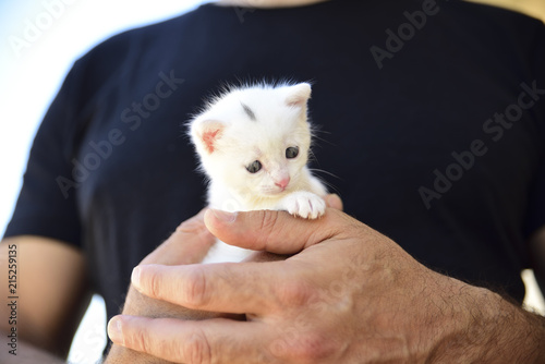 tender and fluffy white kitten nestled in the hands