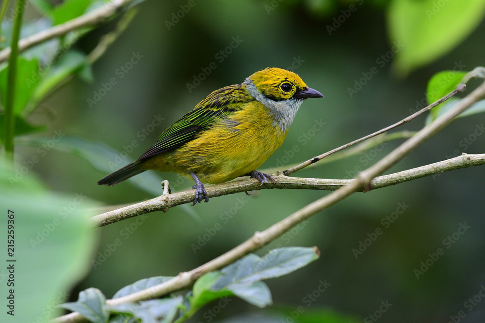 Silver-throated Tanager (Tangara icterocephala) Silver-throated Tanager (Tangara icterocephala)