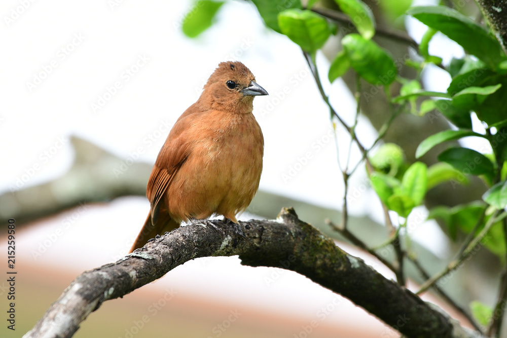 Fototapeta premium White-lined Tanager (Tachyphonus rufus) Female