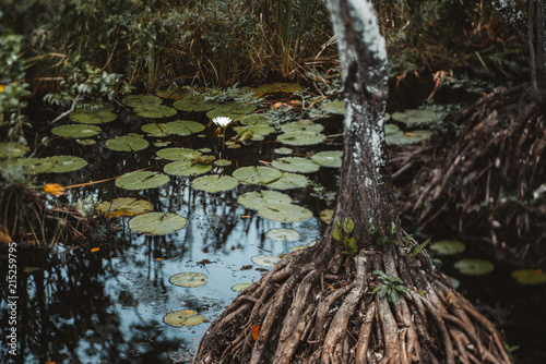 True tilt-shift view of a rushy tropical pond: beautiful single water lily with green leaves around, the tree with strong roots raised above the water in the foreground, evening in a tropical forest