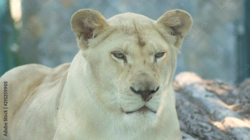 Albino lioness cooling down sleepy on sunny day Albino lioness cooling down sleepy on sunny day