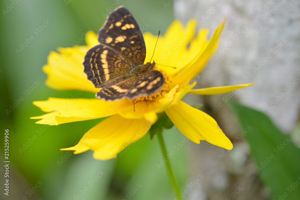 Close up of a butterfly on a yellow flower Close up of a butterfly on a yellow flower