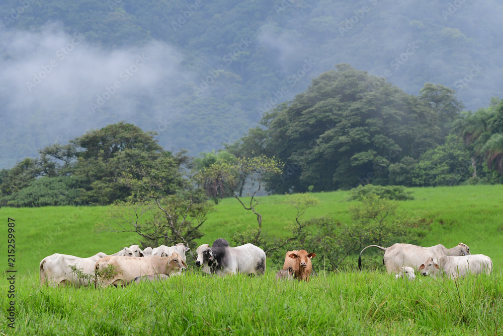 Herd of cattle with a huge bull in the middle