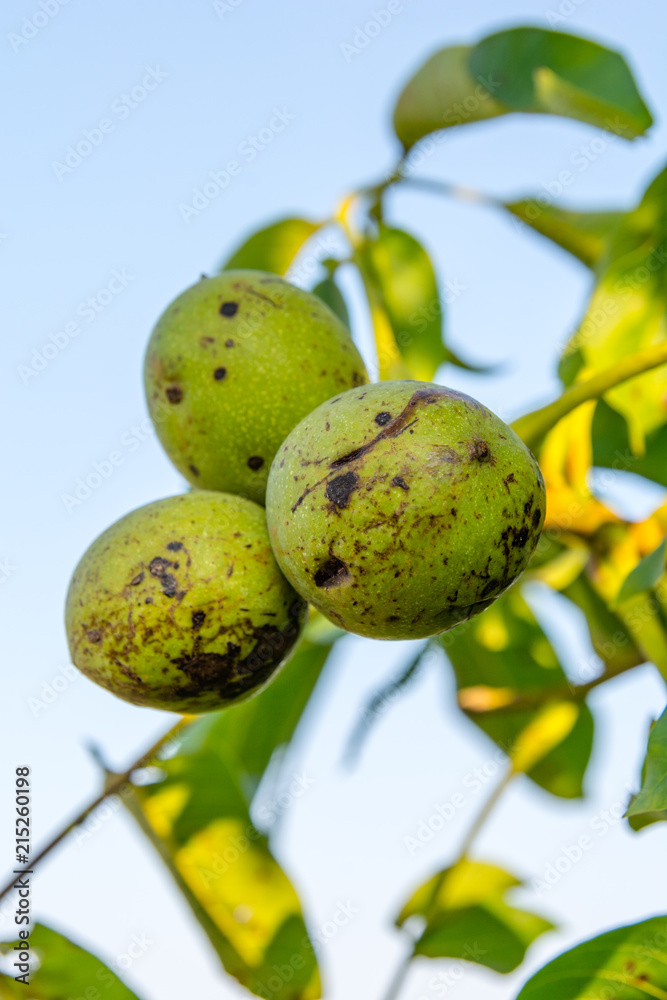 Walnuts on the tree in orchard