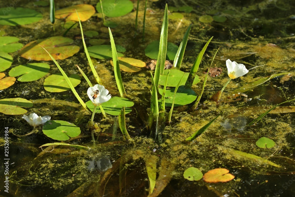 Blühende männliche Krebsschere (Stratiotes aloides) mit Biene zwischen Seekanne (Nymphoides peltata), Pfeilkraut (Sagittaria sagittifolia) und Froschbiss (Hydrocharis morsus-ranae) im Gartenteich Blühende männliche Krebsschere (Stratiotes aloides) mit Biene zwischen Seekanne (Nymphoides peltata), Pfeilkraut (Sagittaria sagittifolia) und Froschbiss (Hydrocharis morsus-ranae) im Gartenteich