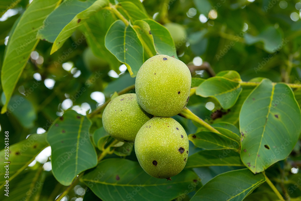 Walnuts on the tree in orchard