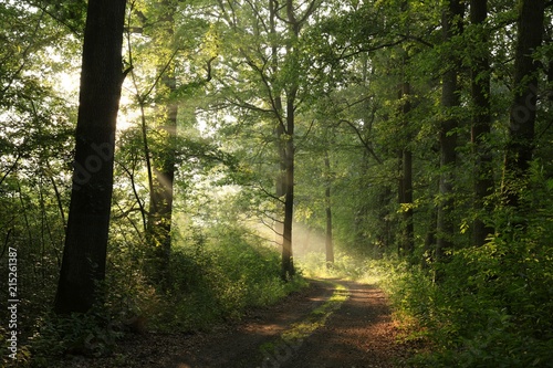 Fototapeta Naklejka Na Ścianę i Meble -  Country road through the oak forest in the morning