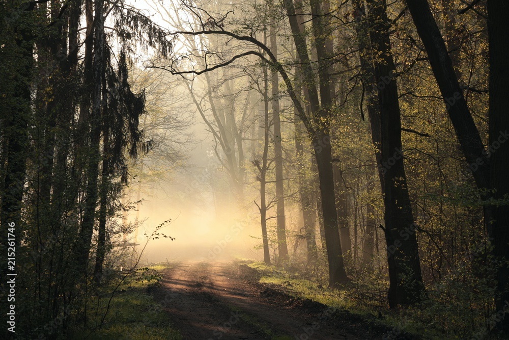 Fototapeta premium Early spring forest at dawn. April, Poland