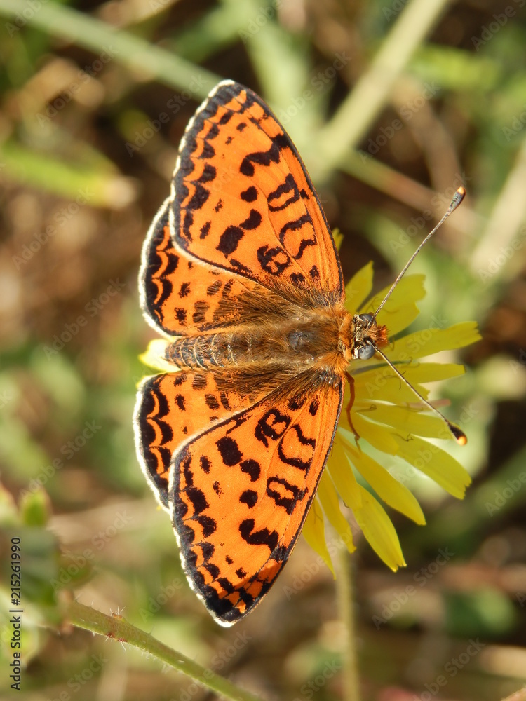 Obraz premium papillon