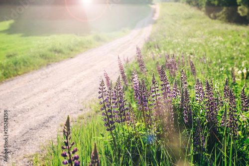 Lupine or wolf bean, purple flowers in the field. photo