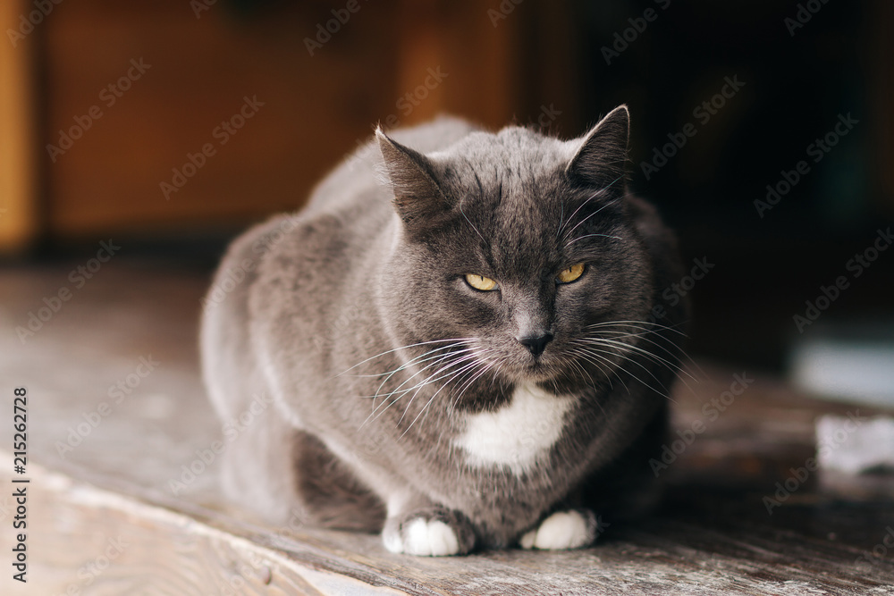 grey cat , grim cat ashen