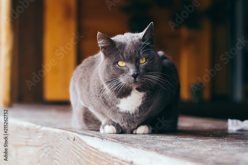 grey cat , grim cat ashen