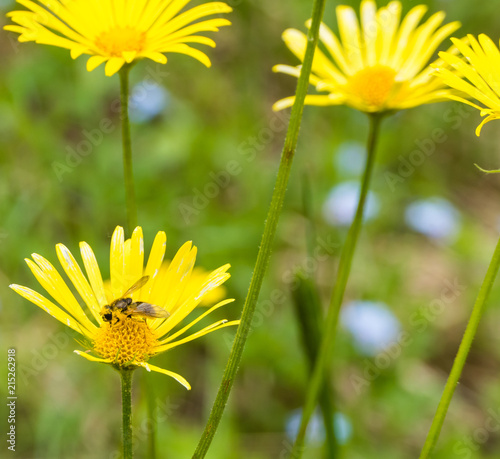 Blütenstaub Biene Gemswurzblüte photo