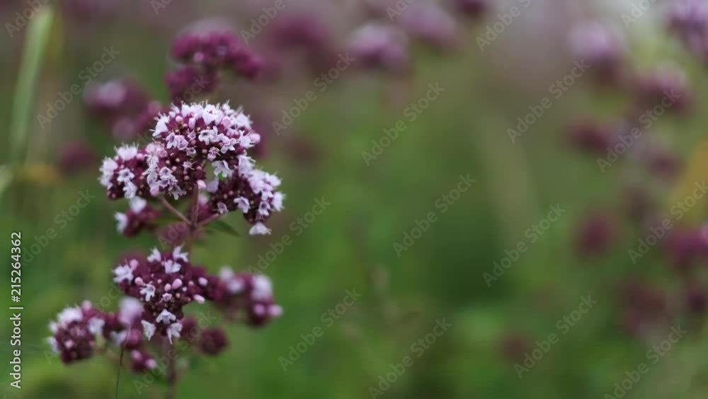 Echter Dost - Origanum vulgare in einer Makroaufnahme Echter Dost - Origanum vulgare in einer Makroaufnahme