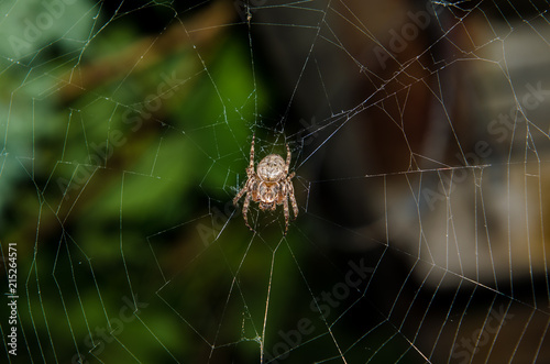 The big spider sits on its web macro