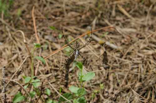 A large spider with long legs sits on its web