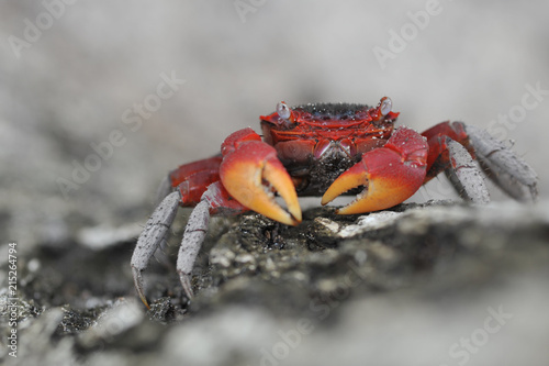 crabe géant