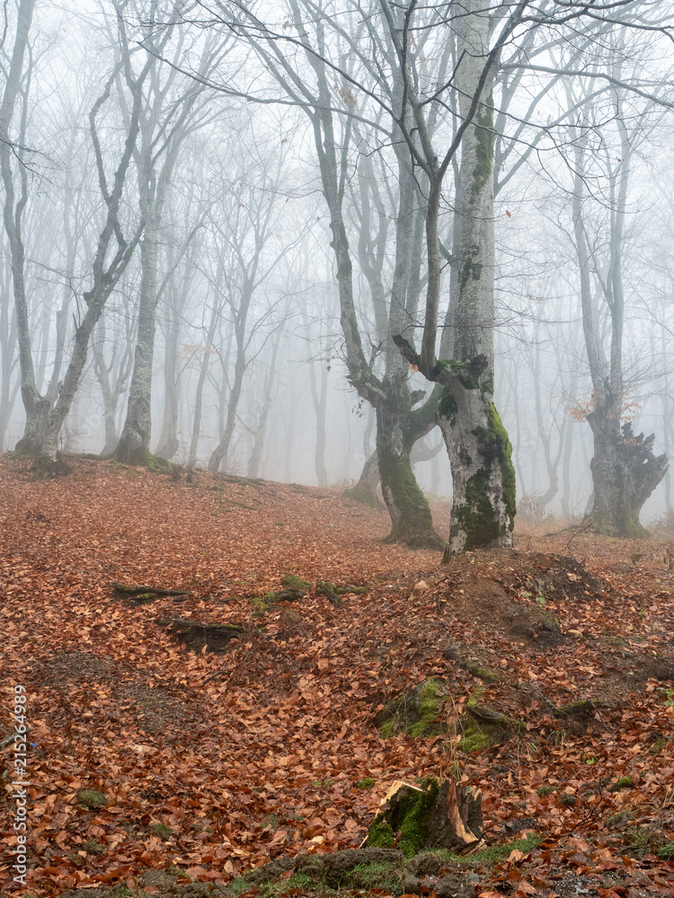 Fototapeta premium Fall woods, mystical autumn forest