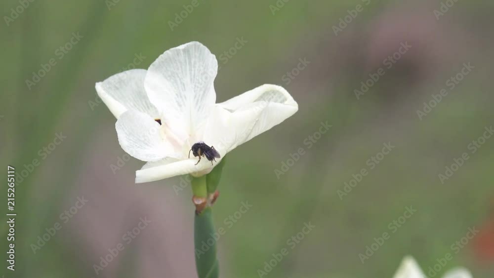 Flor e inseto