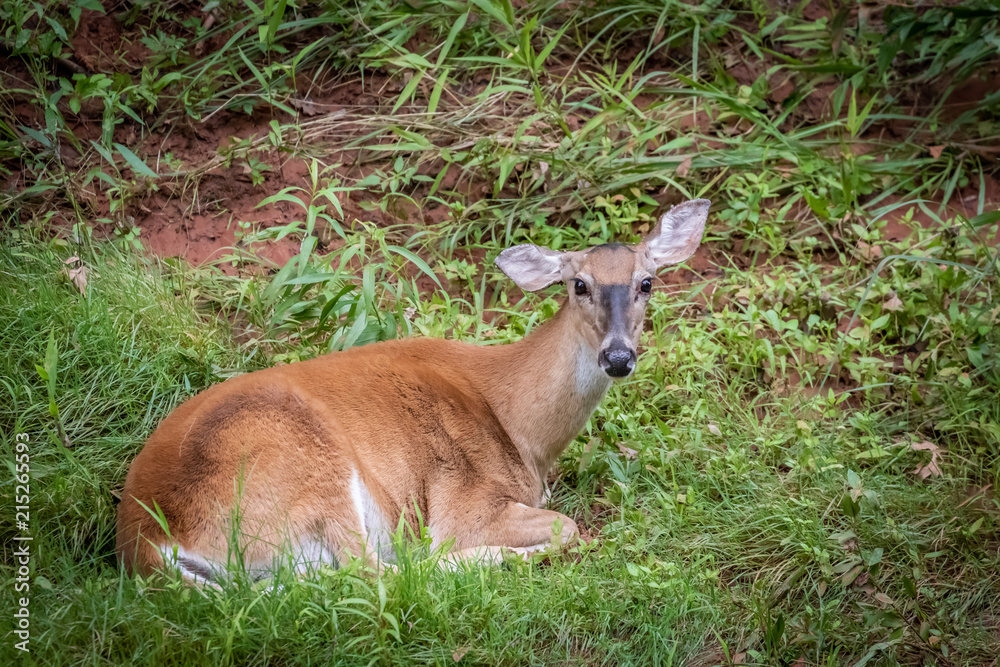 Fototapeta premium A White-tailed doe (Odocoileus virginianus) resting by a creek bank.