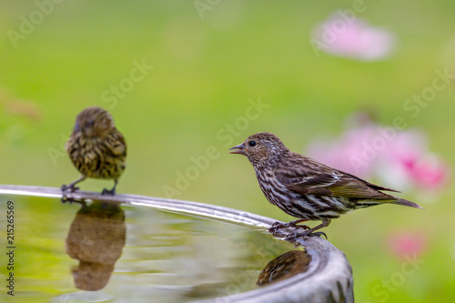 Two Pine Siskins perched on edge of birdbath with colorful background