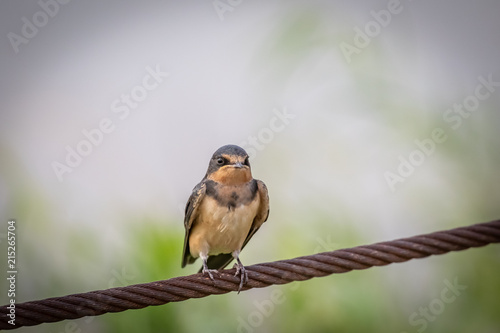 Cliff Swallow (Petrochelidon pyrrhonota) perched on a wire photo