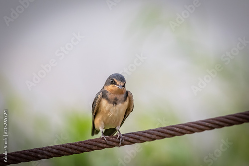 Cliff Swallow (Petrochelidon pyrrhonota) perched on a wire photo