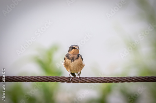 Cliff Swallow (Petrochelidon pyrrhonota) perched on a wire photo