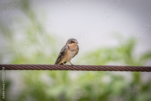 Cliff Swallow (Petrochelidon pyrrhonota) perched on a wire photo
