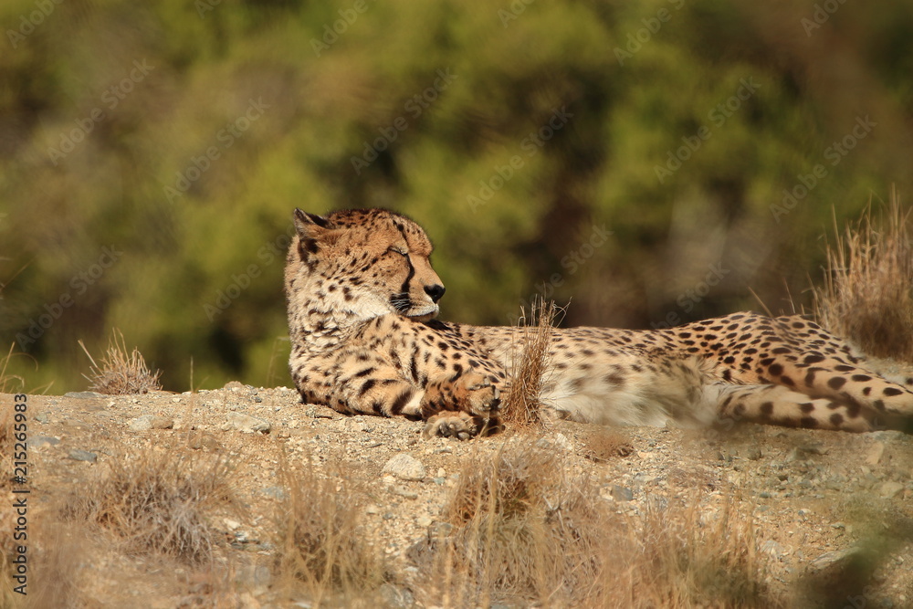 Naklejka premium Relaxing Cheetah
