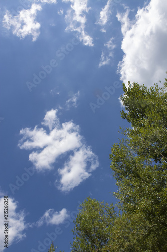 foliage of trees against a background of bright blue sky
