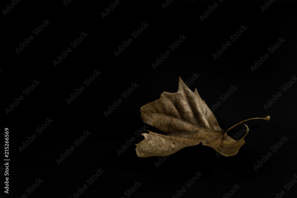 Fototapeta premium Old Leafe on a black background