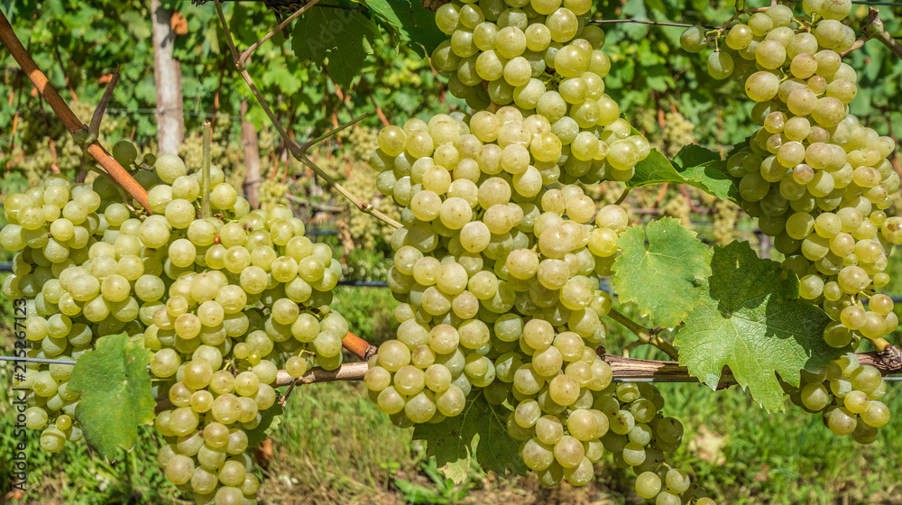 Grapes (Mueller Thurgau) at the vine, South tyrol, Italy. Guyot Vine Training System