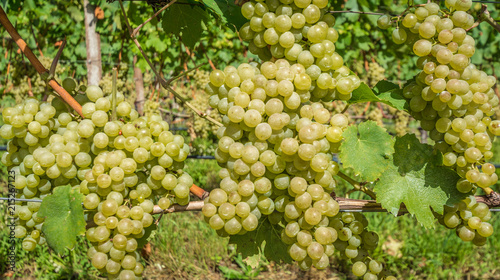 Fotografie Grapes (Mueller Thurgau) at the vine, South tyrol, Italy