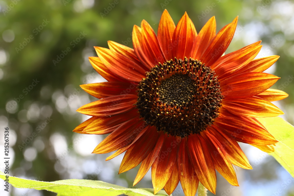 Naklejka premium red sunflower
