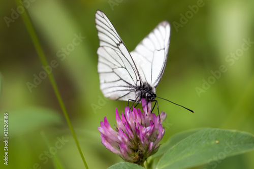 Butterfly on flowers