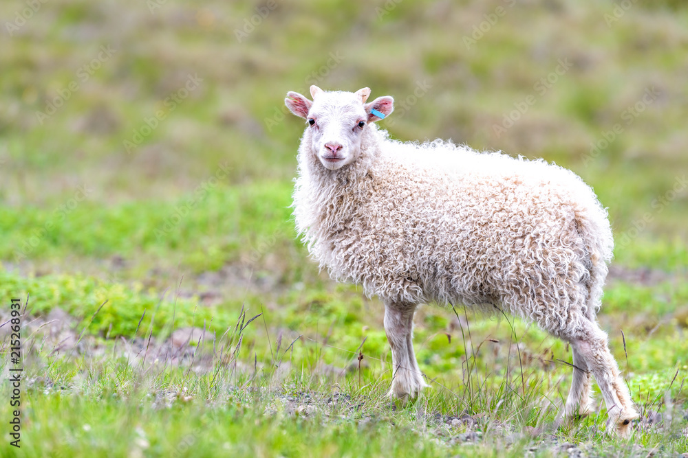 Obraz premium One cute adorable baby young white lamb, Icelandic sheep standing, posing on green grass pasture at farm field, hill in Iceland