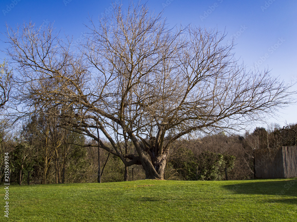 nelle campagne di Montaione un bellissimo esemplare secolare di platano si staglia nel cielo azzurro delle campagne fiorentine in toscana nelle campagne di Montaione un bellissimo esemplare secolare di platano si staglia nel cielo azzurro delle campagne fiorentine in toscana
